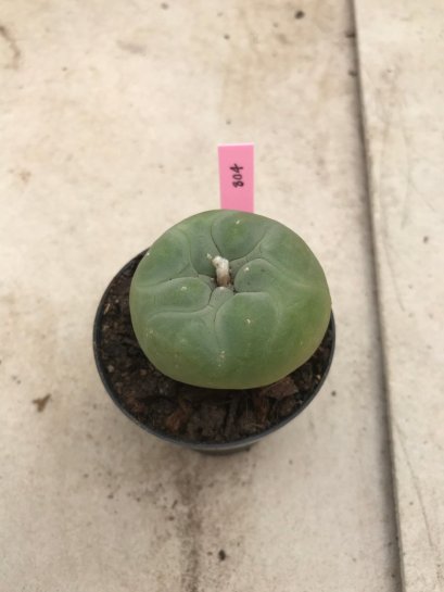 Lophophora diffusa