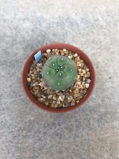 1 plant Lophophora williamsii Peyote plants-cactus-cacti-cactaceae