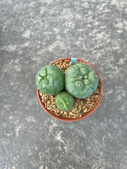 Lophophora fricii  grow from seed 5 years old - can give flower and seed