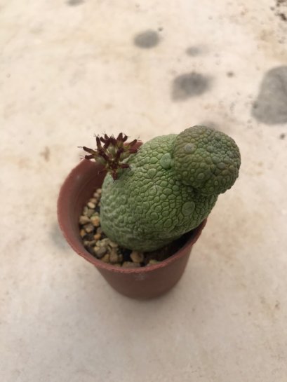 Pseudolithos grow from seed 5 years old - can give flower and seed