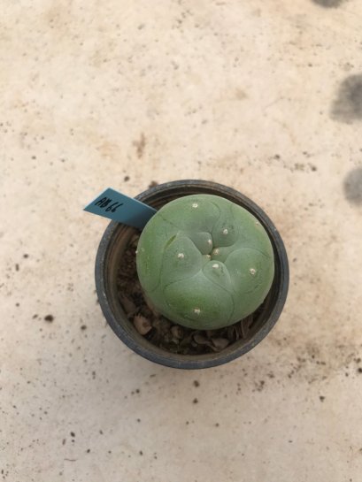 Lophophora diffusa 7 years old-grow from seed-can give flower and seed