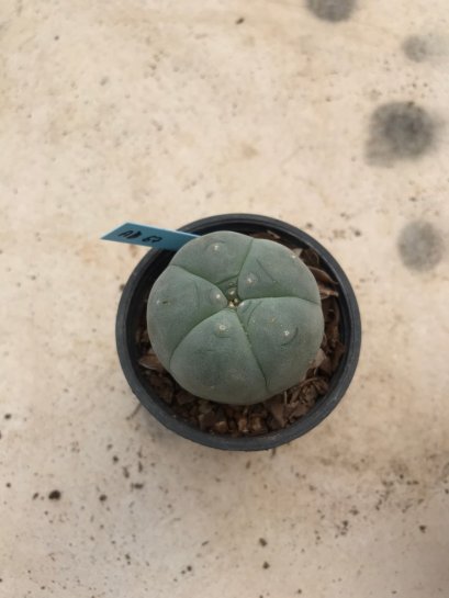 Lophophora williamsii 7 years old-grow from seed-can give flower and seed