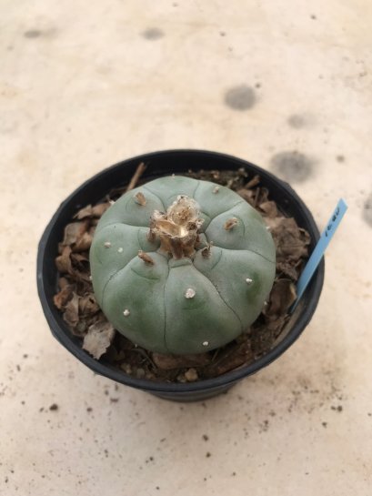 Lophophora williamsii 15 years old-grow from seed-can give flower and seed