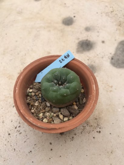 Lophophora Fricii 10 years old-grow from seed-can give flower and seed