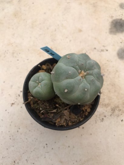Lophophora Fricii 10 years old-grow from seed-can give flower and seed