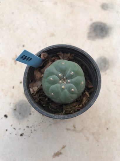1x Lophophora williamsii 3-5 cm 7 years old-grow from seed-can give flower and seed