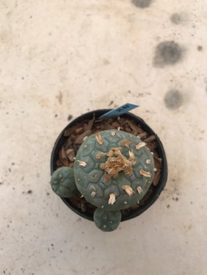 Lophophora williamsii 15 years old-grow from seed-can give flower and seed