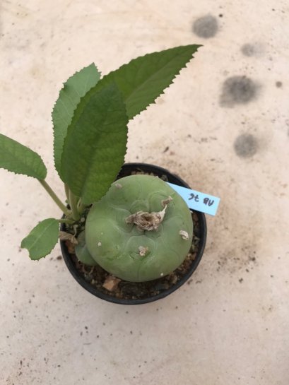 Lophophora diffusa 10 years old-grow from seed-can give flower and seed