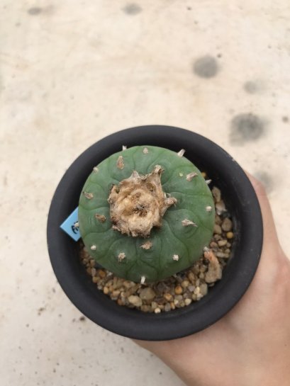 Lophophora williamsii 15 years old-grow from seed-can give flower and seed
