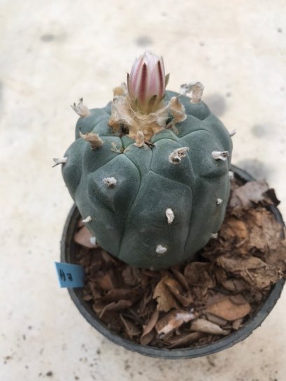 Lophophora williamsii 15 years old-grow from seed-can give flower and seed