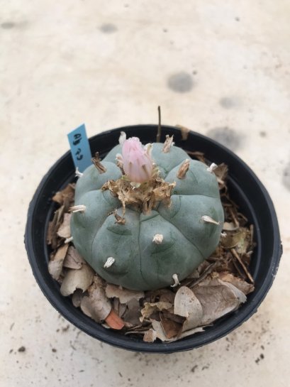 Lophophora williamsii 15 years old-grow from seed-can give flower and seed