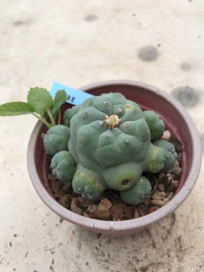 Lophophora williamsii 15 years old-grow from seed-can give flower and seed