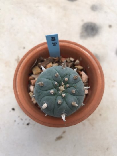 1x Lophophora williamsii 5 cm 10 years old-grow from seed-can give flower and seed