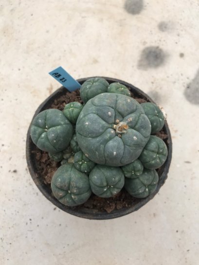 Lophophora williamsii 15 years old-grow from seed-can give flower and seed