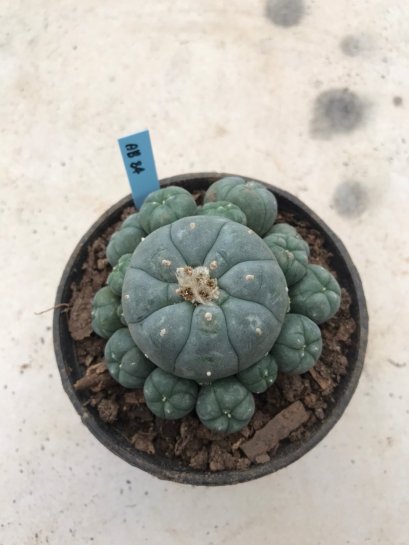 Lophophora williamsii 15 years old-grow from seed-can give flower and seed