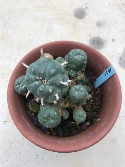 Lophophora williamsii 15 years old-grow from seed-can give flower and seed