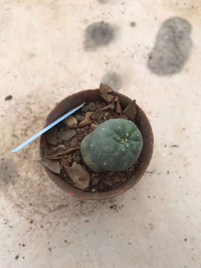 Lophophora williamsii 15 years old-grow from seed-can give flower and seed
