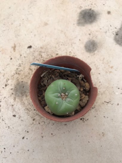 Lophophora diffusa 10 years old-grow from seed-can give flower and seed