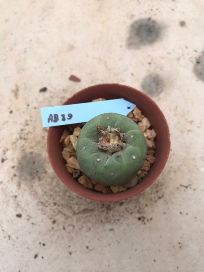 Lophophora Fricii 15 years old-grow from seed-can give flower and seed