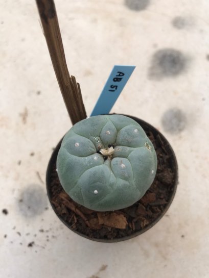 1x Lophophora williamsii 5 cm 10 years old-grow from seed-can give flower and seed