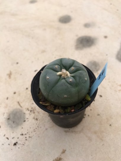 1x Lophophora williamsii 5 cm 7 years old-grow from seed-can give flower and seed