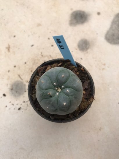 Lophophora williamsii 5 cm 7 years old-grow from seed-can give flower and seed