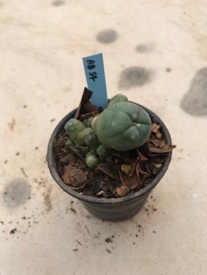 Lophophora williamsii 5 cm 7 years old-grow from seed-can give flower and seed