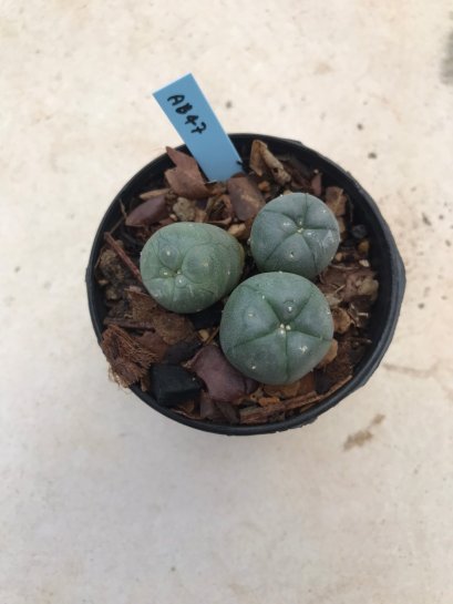 1x Lophophora williamsii 3-5 cm 7 years old-grow from seed-can give flower and seed