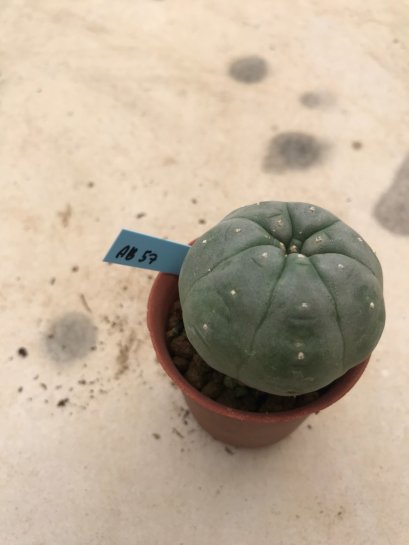 Lophophora williamsii 5 cm 7 years old-grow from seed-can give flower and seed