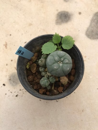 Lophophora williamsii 5 cm 7 years old-grow from seed-can give flower and seed