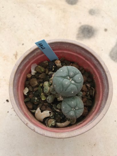 Lophophora williamsii 7 years old-grow from seed-can give flower and seed