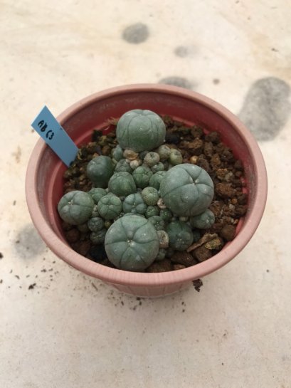 Lophophora williamsii 7 years old-grow from seed-can give flower and seed