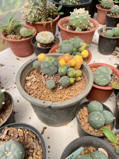 Lophophora Williamsii Variegata 6-7 cm 12 years old seed ownroot flower seedling ロフォフォラ　烏羽玉　仔吹き サボテン