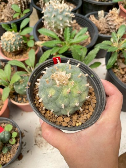 Lophophora Williamsii Variegata 6-7 cm 12 years old seed ownroot flower seedling ロフォフォラ　烏羽玉　仔吹き サボテン