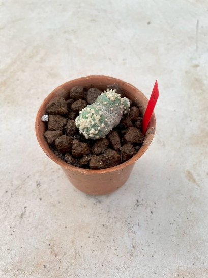 Lophophora Fricii cristata  2-3 cm 7 years old seed ownroot flower seedling ロフォフォラ　烏羽玉　仔吹き サボテン