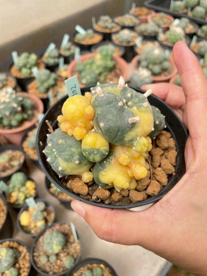 Lophophora Williamsii Variegata 6-7 cm 12 years old seed ownroot flower seedling ロフォフォラ　烏羽玉　仔吹き サボテン