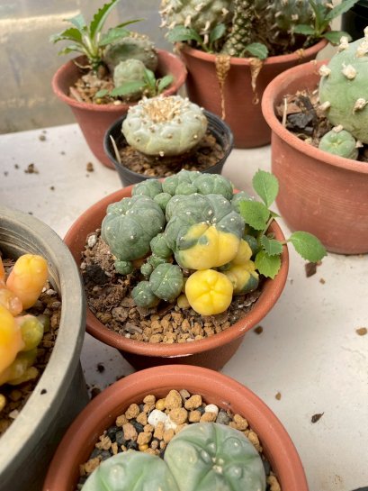 Lophophora Williamsii Variegata 6-7 cm 12 years old seed ownroot flower seedling ロフォフォラ　烏羽玉　仔吹き サボテン