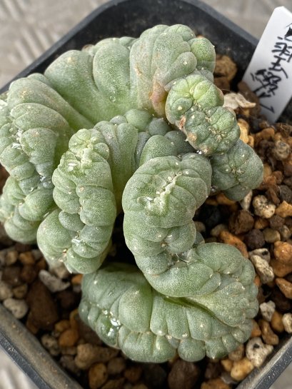 lophophora fricii cristata super white size 5-6 cm japan import 11 years old - can give flower and seed