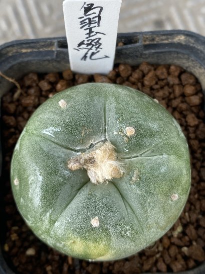 lophophora fricii variegata size 4-5 cm japan import 7 years old - can give flower and seed