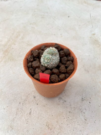 Lophophora Fricii cristata  2-3 cm 7 years old seed ownroot flower seedling ロフォフォラ　烏羽玉　仔吹き サボテン