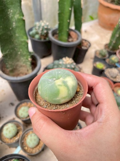 Lophophora Williamsii Variegata 3-4 cm 12 years old seed ownroot flower seedling ロフォフォラ　烏羽玉　仔吹き サボテン