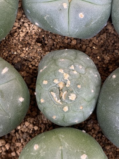 lophophora fricii ooibo super white cristata size 3-4 cm japan import 7 years old - can give flower and seed