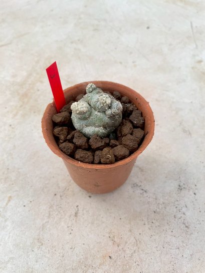 Lophophora Fricii cristata  2-3 cm 7 years old seed ownroot flower seedling ロフォフォラ　烏羽玉　仔吹き サボテン