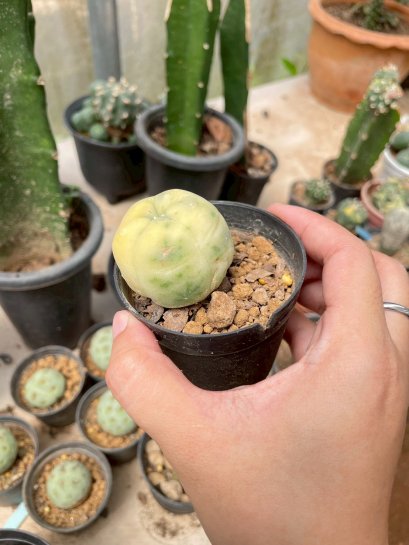 Lophophora Williamsii Variegata 3-4 cm 12 years old seed ownroot flower seedling ロフォフォラ　烏羽玉　仔吹き サボテン