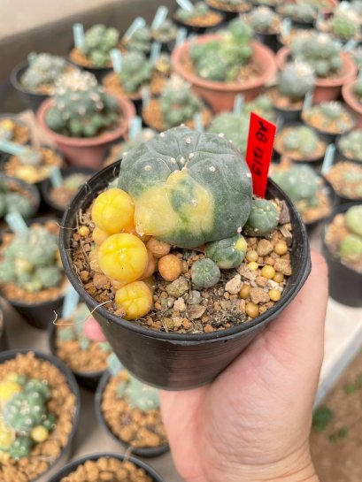 Lophophora Williamsii Variegata 6-7 cm 12 years old seed ownroot flower seedling ロフォフォラ　烏羽玉　仔吹き サボテン