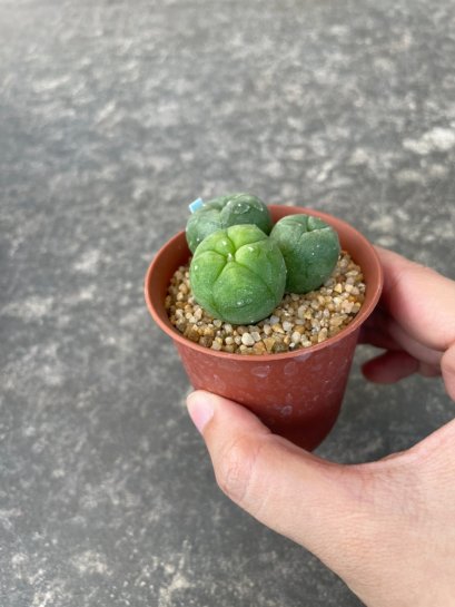 Lophophora fricii  grow from seed 5 years old - can give flower and seed