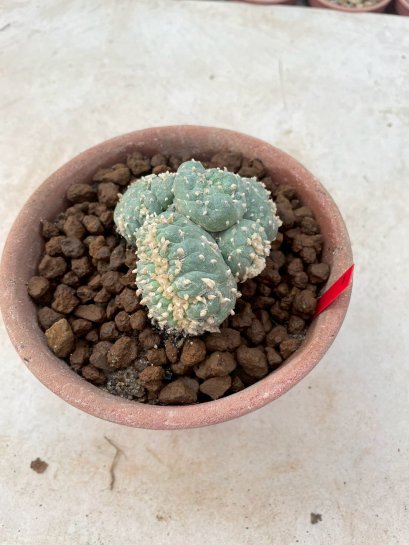Lophophora Fricii cristata  5-6 cm 12 years old seed ownroot flower seedling ロフォフォラ　烏羽玉　仔吹き サボテン