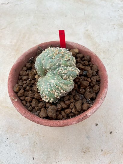 Lophophora Fricii cristata  5-6 cm 12 years old seed ownroot flower seedling ロフォフォラ　烏羽玉　仔吹き サボテン
