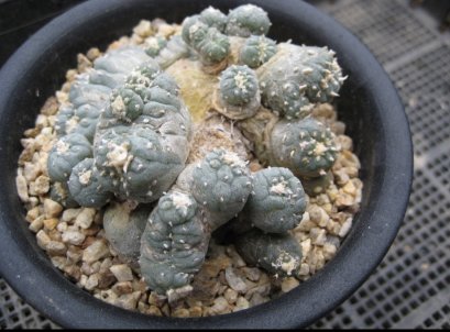 Lophophora williamsii  cristata  japan import 15 years old - can give flower and seed
