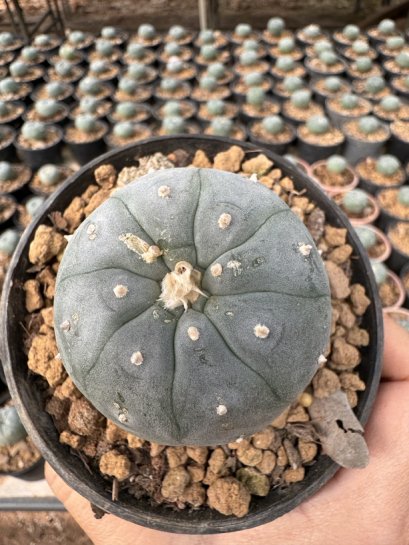 Lophophora Williamsii  5-6 cm 12 years old seed ownroot flower seedling ロフォフォラ　烏羽玉　仔吹き サボテン